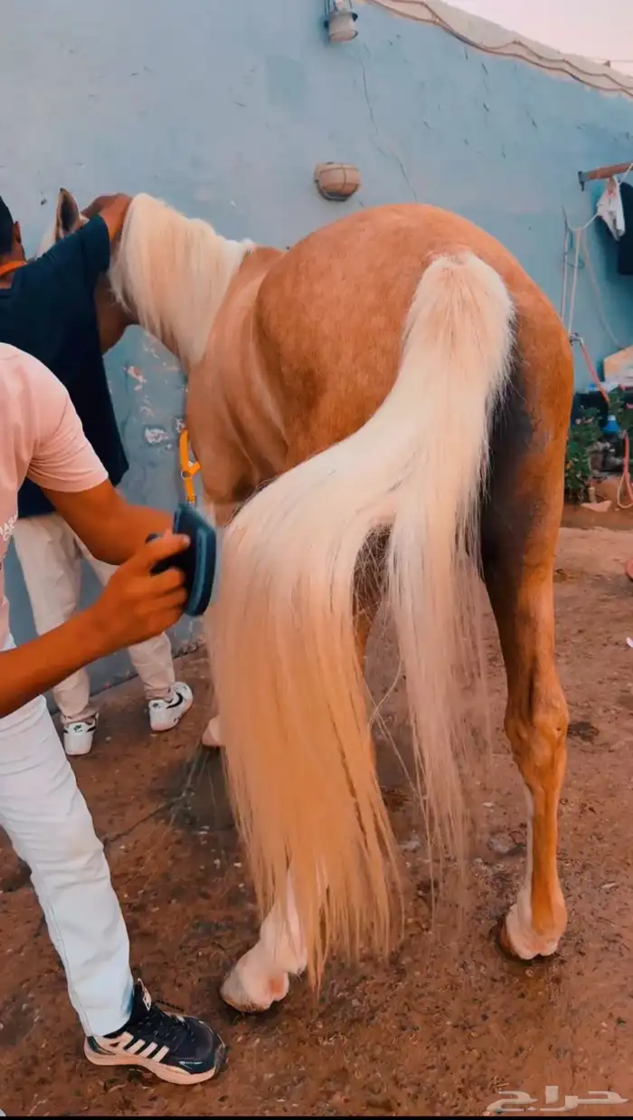 3 خيول ابطال شعبية للبيع جملة او بالحصان 1