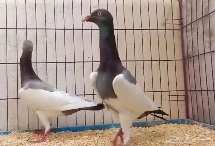 زوج دنش يهودي الموقع الرمال السعر 350 0