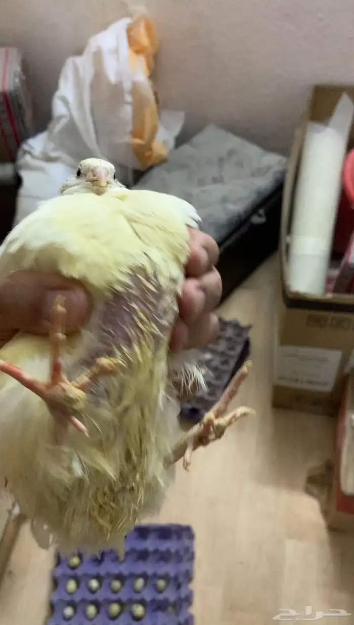 سمان تكساس العملاق 6