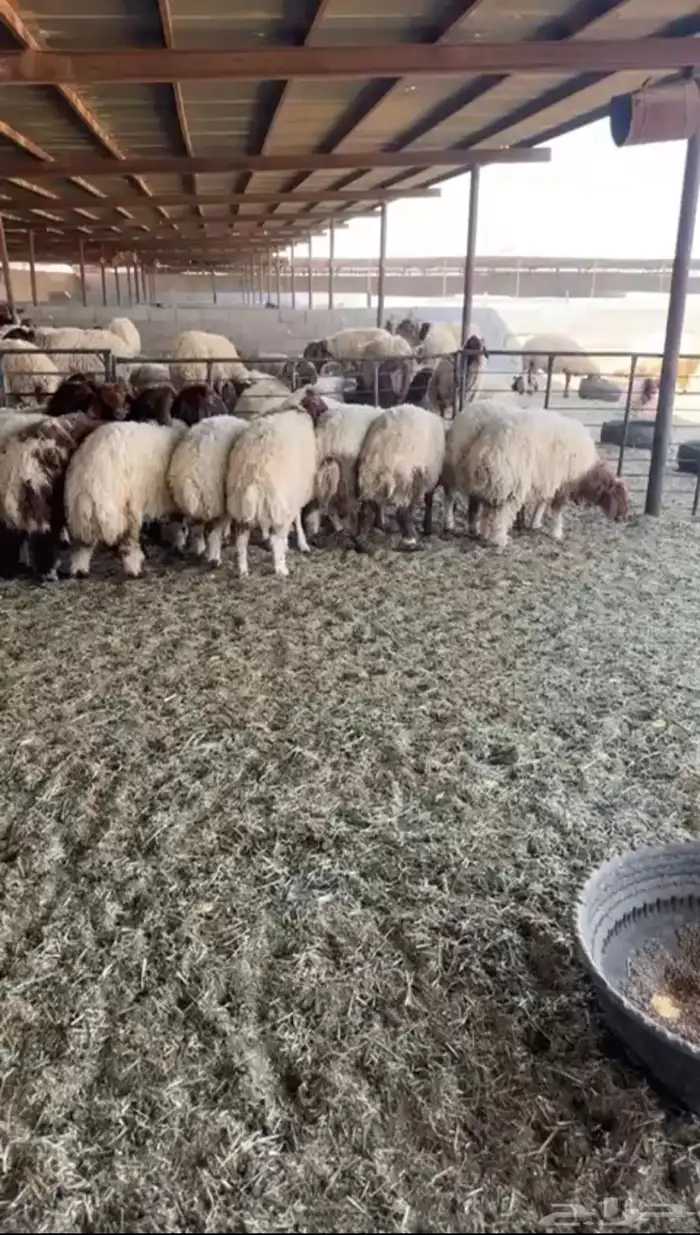 رخال جذعات نعيم عدد 31 1