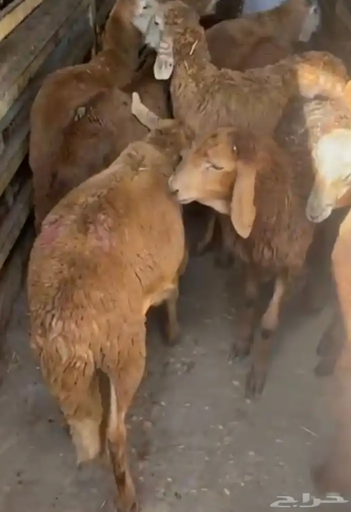 سواكن مرابي عمر 4 شهور 63