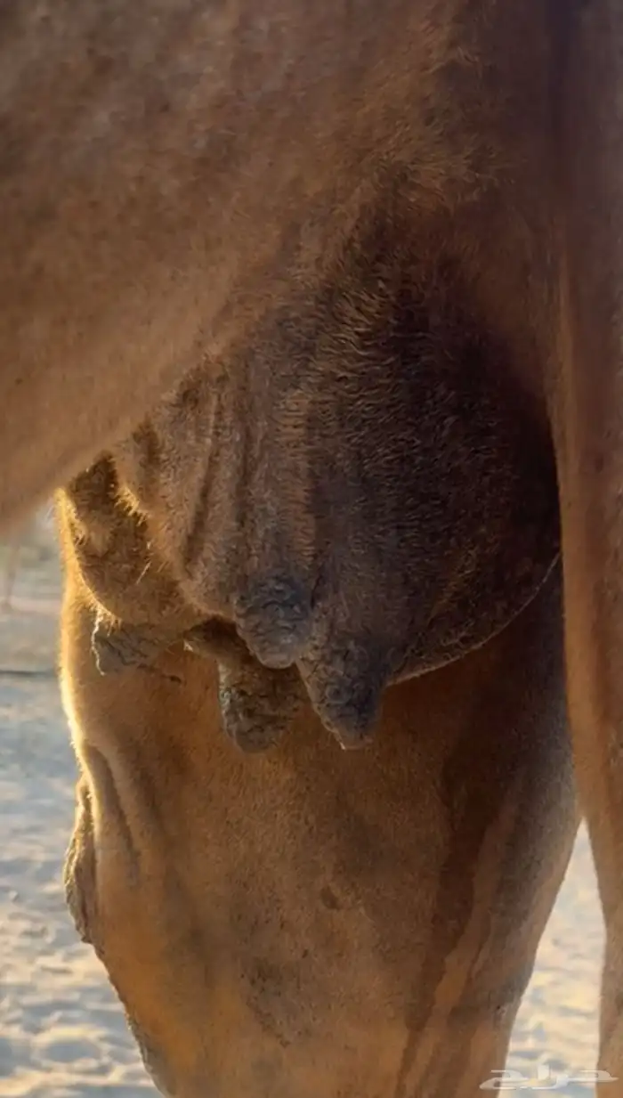 ناقه صفرا لقحه 6