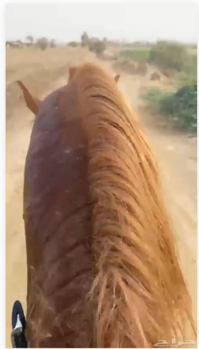 حصان شعبي شيخ 2