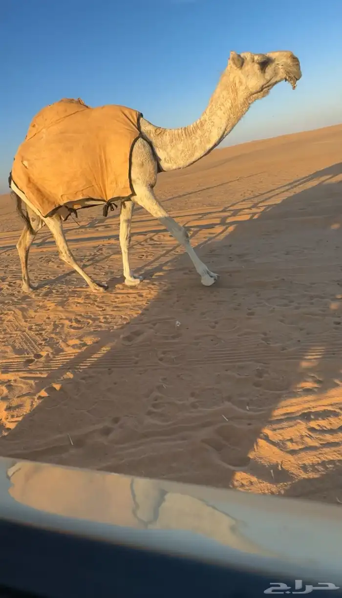 اللقحه الكفوو 0