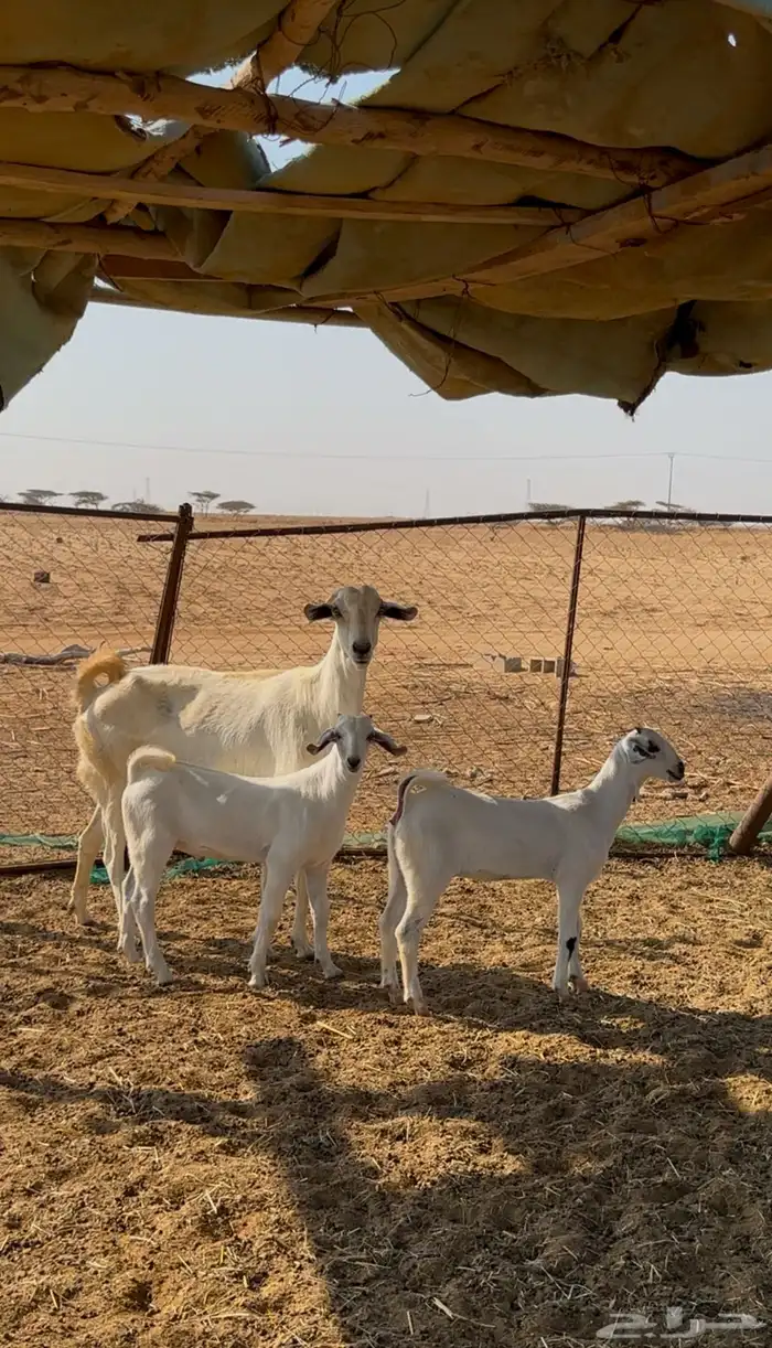 معزا بيشيات 1