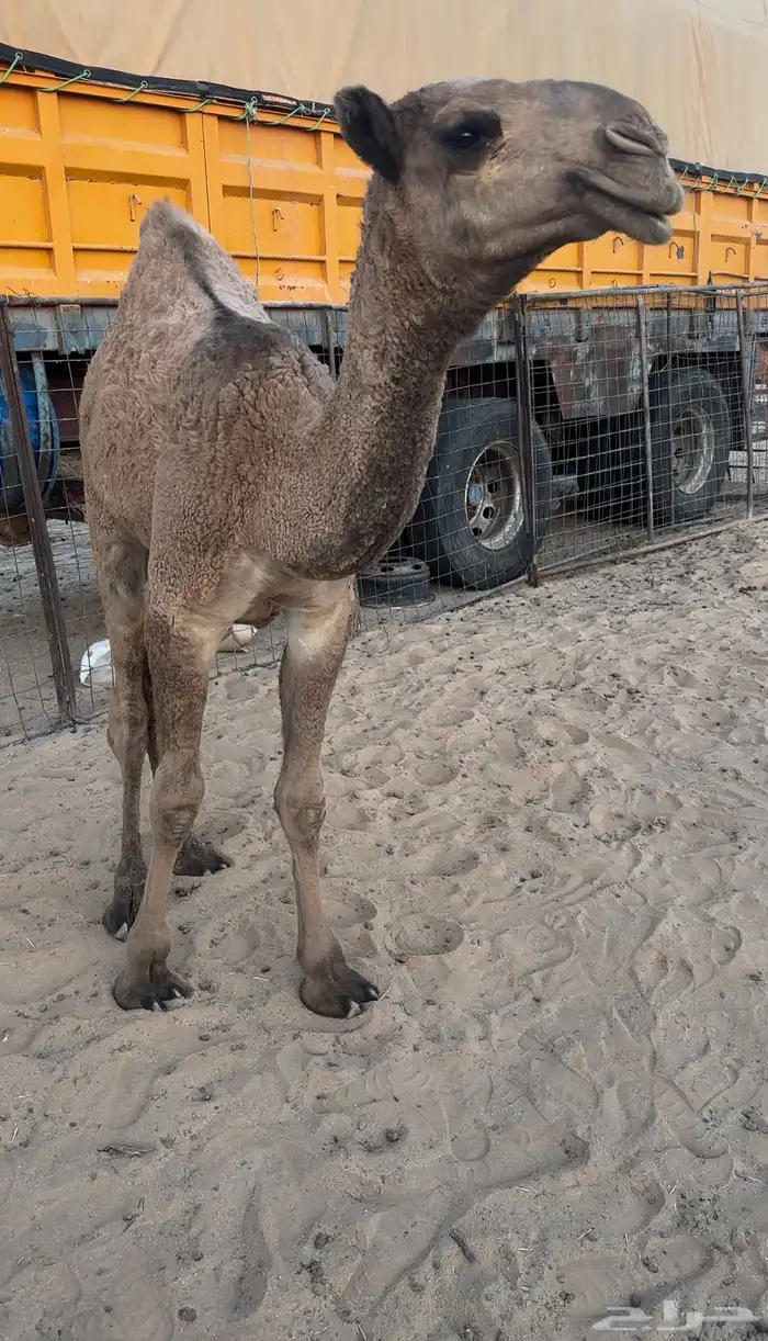 حواره صفرا 5