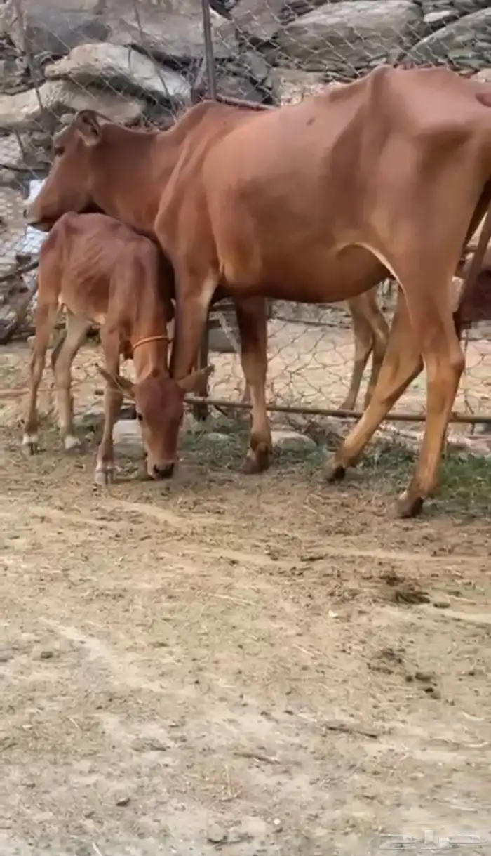 بقره جذعه تحتها حسيله 0