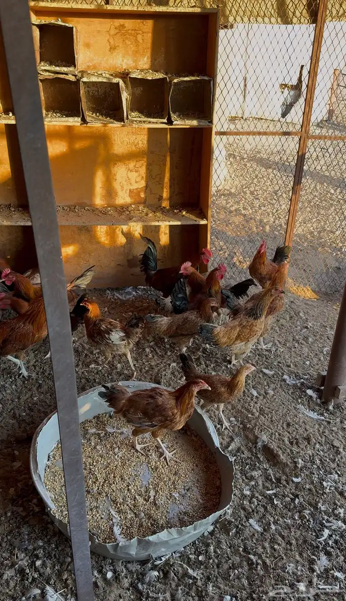 دجاج ودياكة للبيع 2