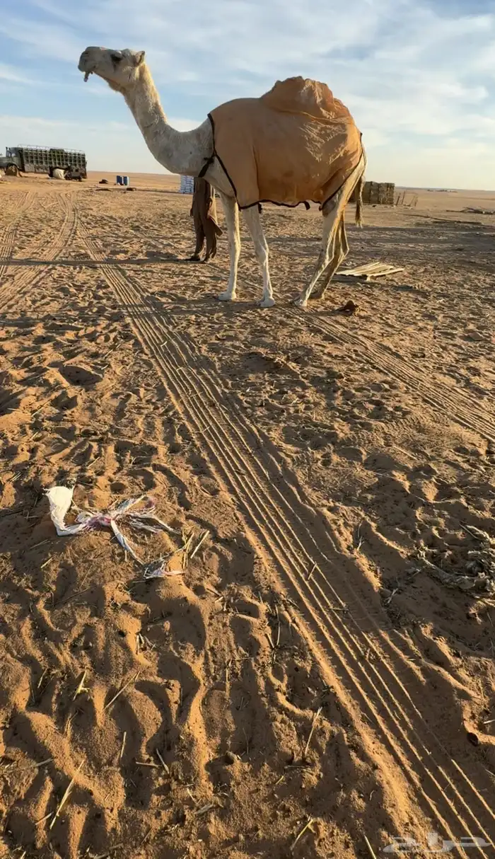 اللقحه الكفوو 1