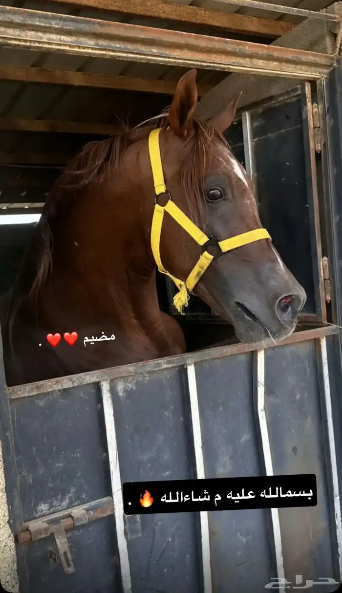 حصان عربي اوراق 1