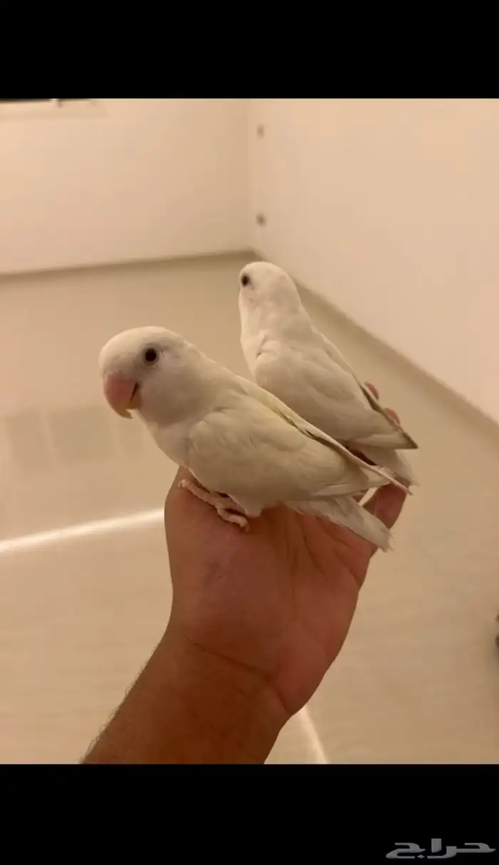 روز أليف (مباعه) 0