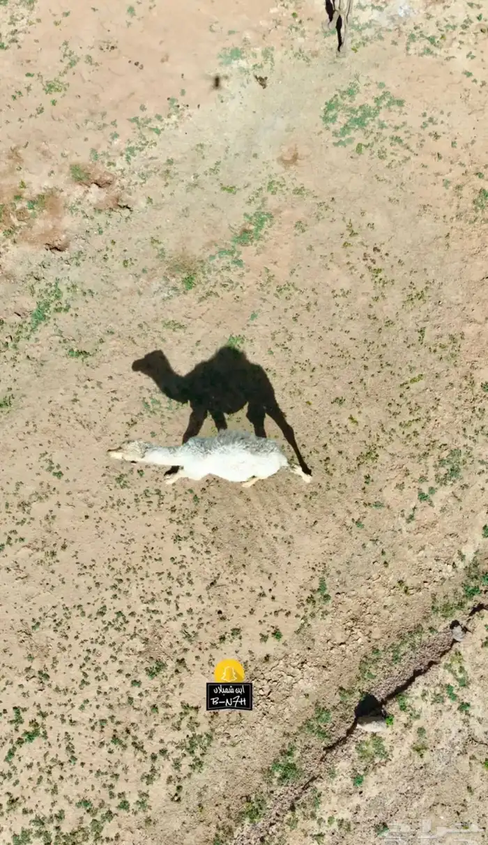 تصوير جوي درون 14