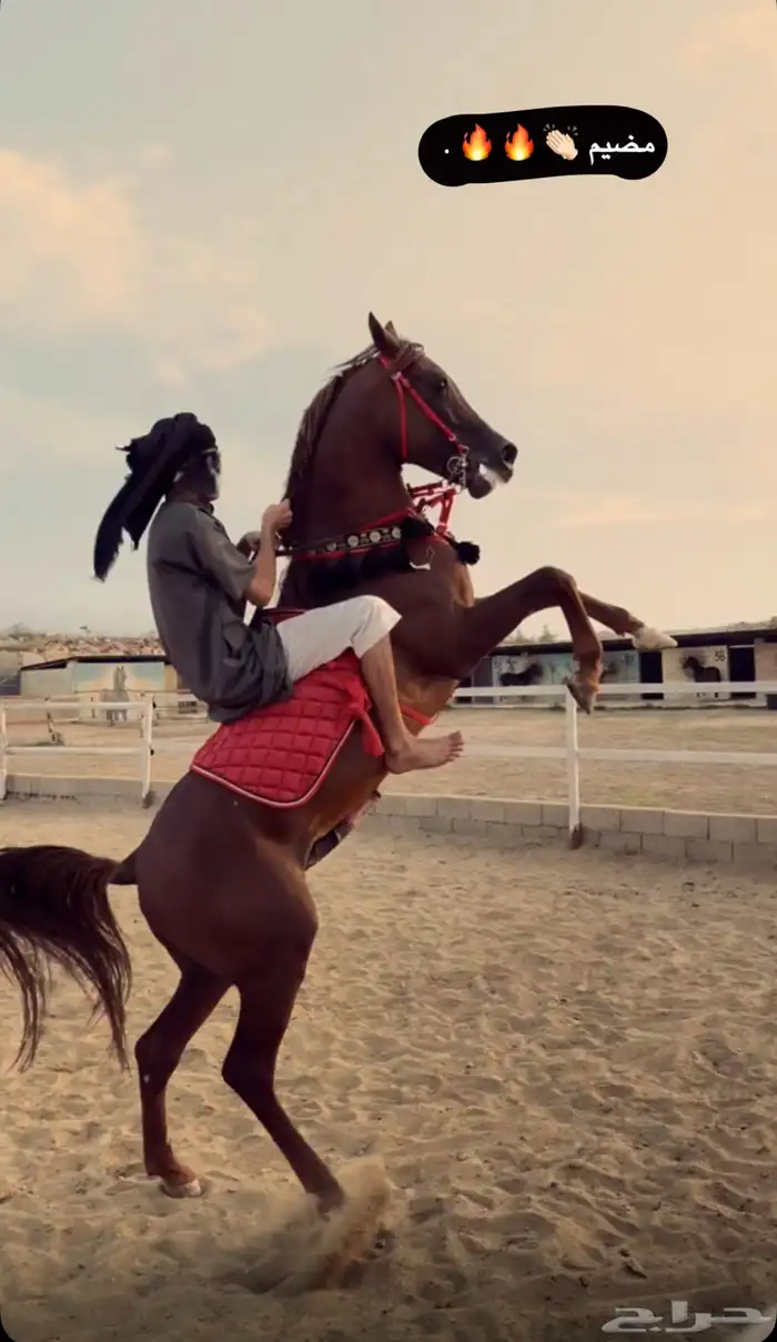 حصان عربي اوراق 2