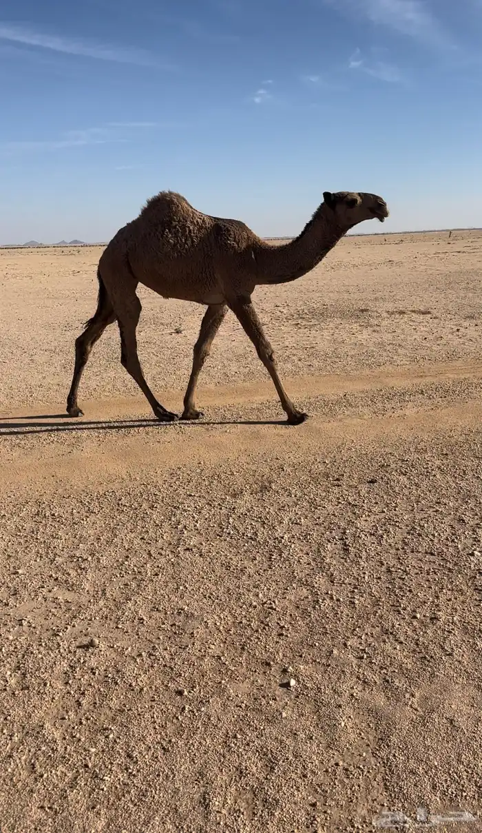 حواره صفرا 4