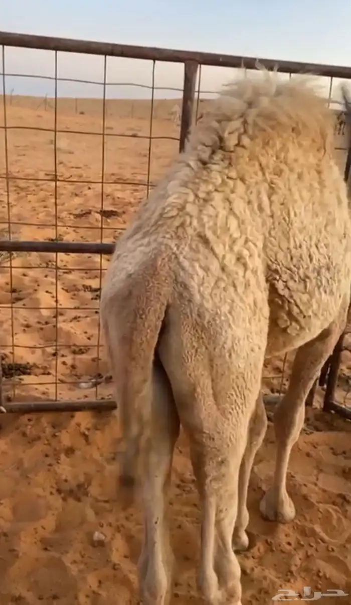 قعدان ثنين بريات يرضعن امهاتهن العمر8 شهور 0