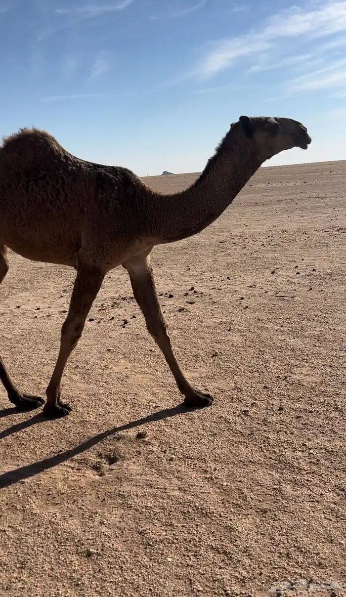 حواره صفرا 2