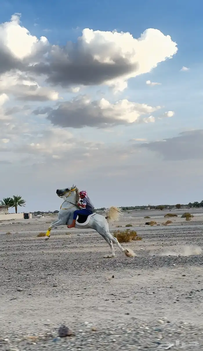 حصان ل البيع 4