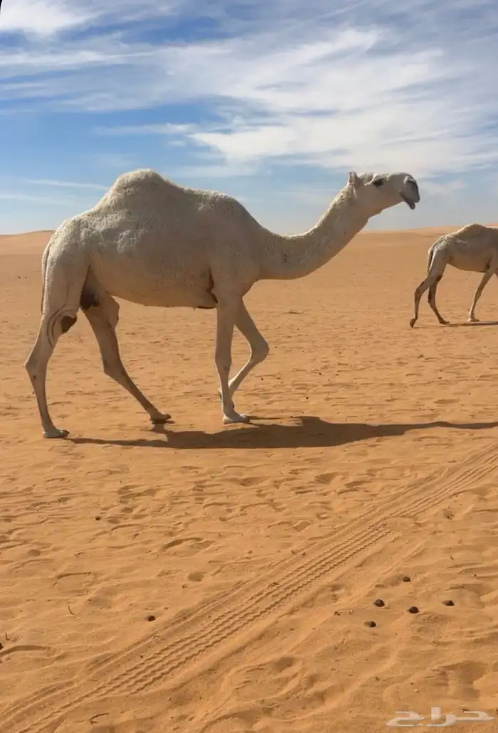 للبيع ضروبه وضحاء ثنو طيبه ومنتج بيع قعوده قبل شهر 80 0