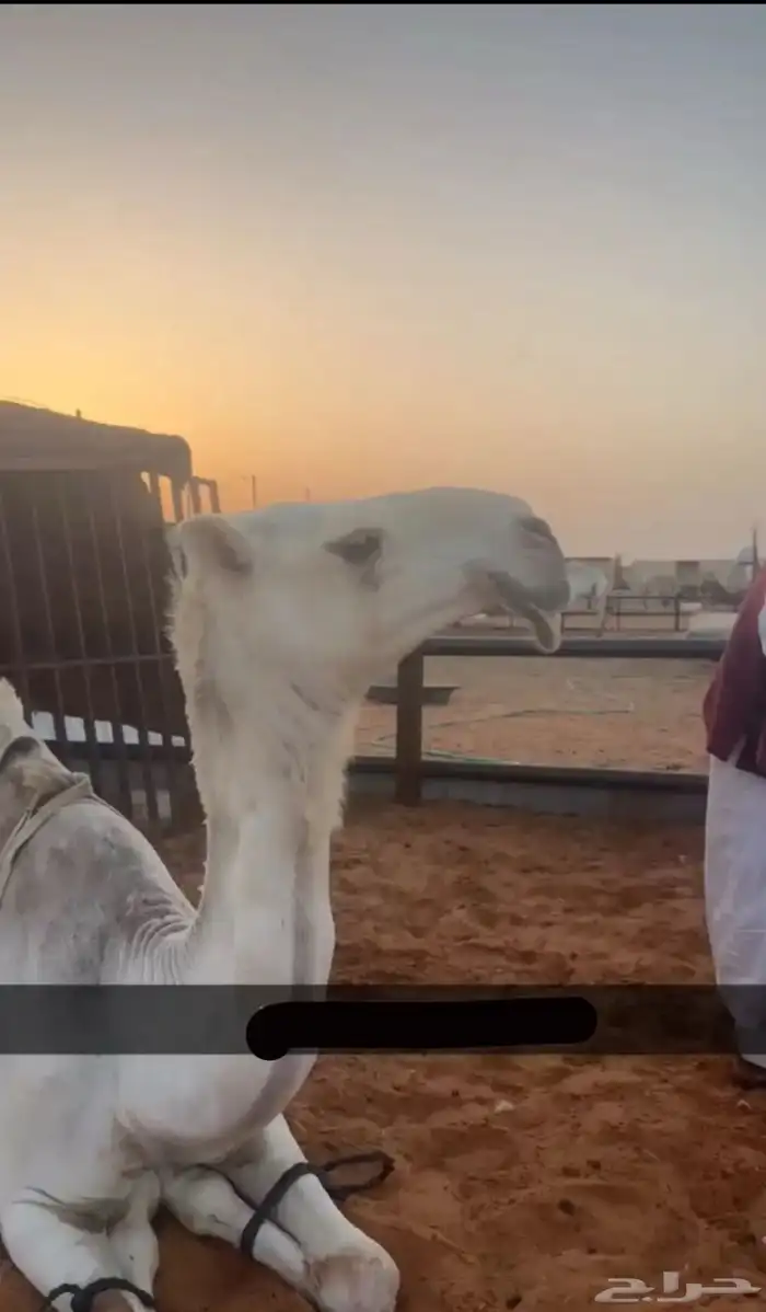 لقيه وضحاء رمانيه 0