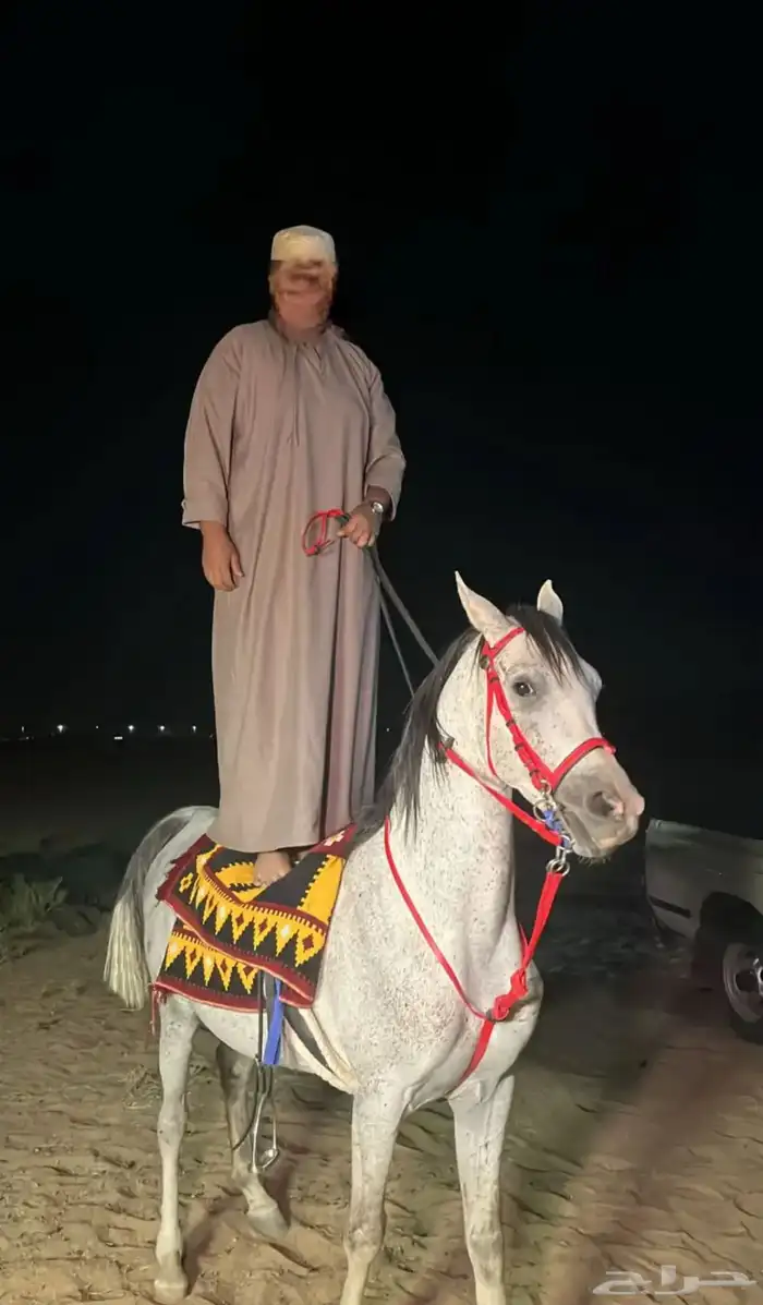 حصان شعبي للبيع 0