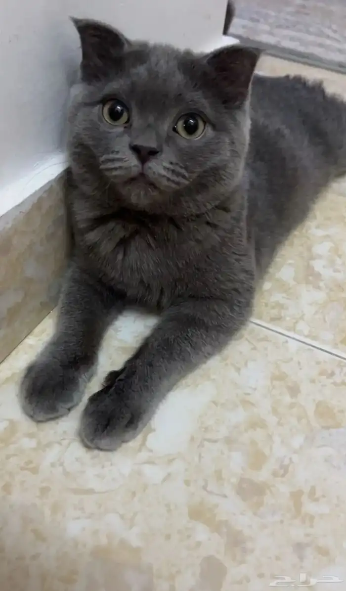 قطط للبيع المستعجل 9