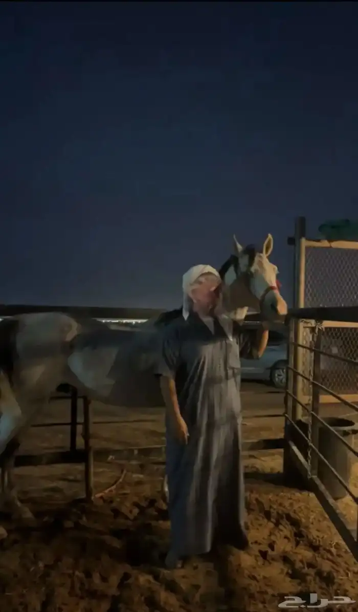 حصان شعبي للبيع 2