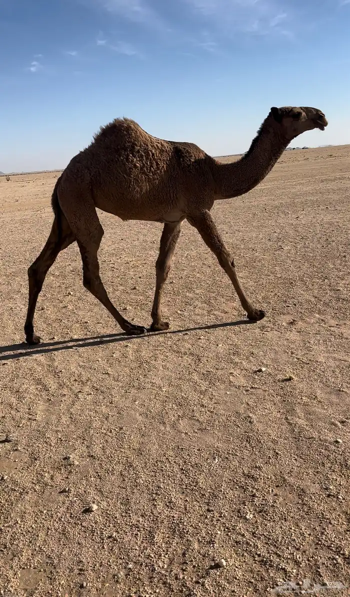 حواره صفرا 1