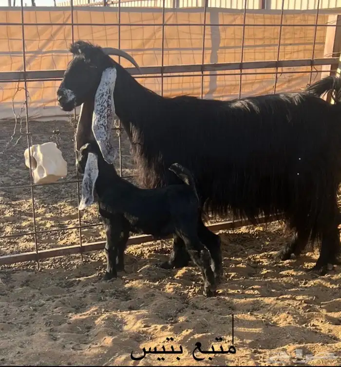 سبع معزا عوارض 2