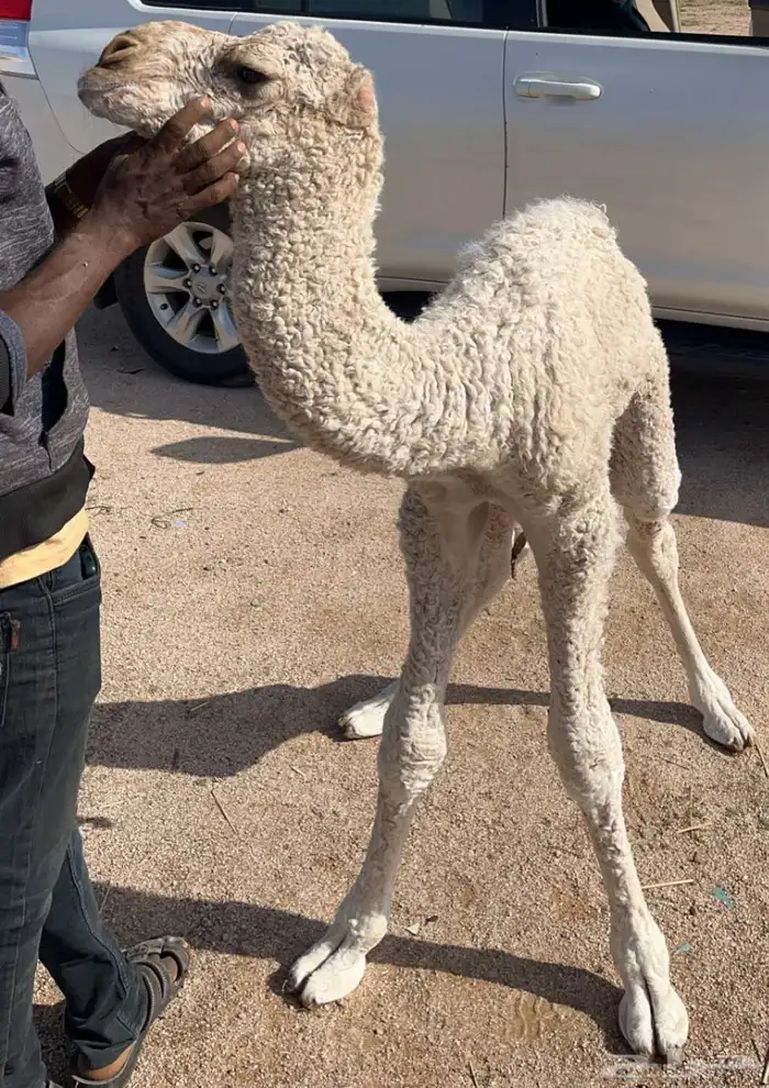 بعير عقابي فحل ذود على عقاب الجليدي 1