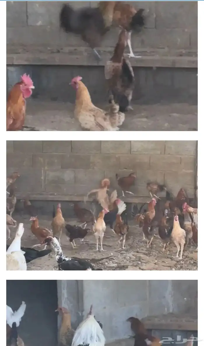 دجاج للبيع 0