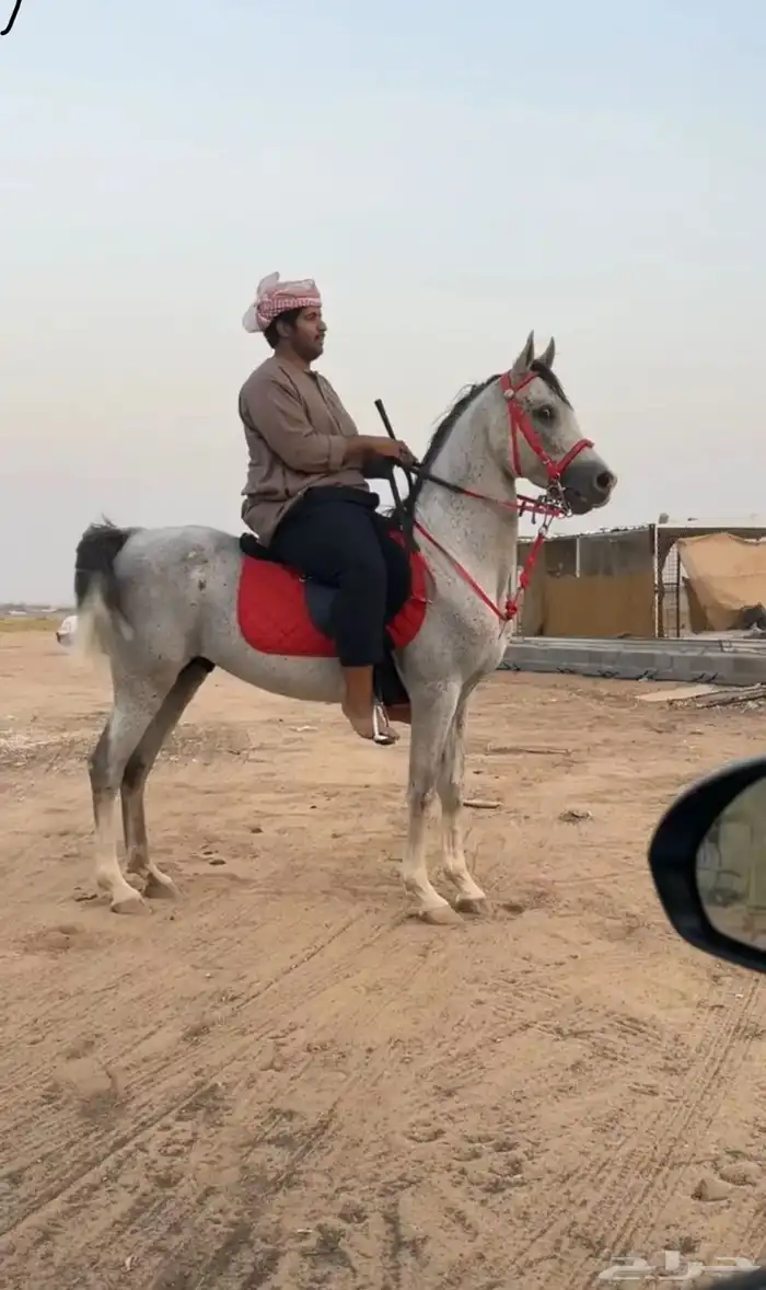 حصان شعبي للبيع 3