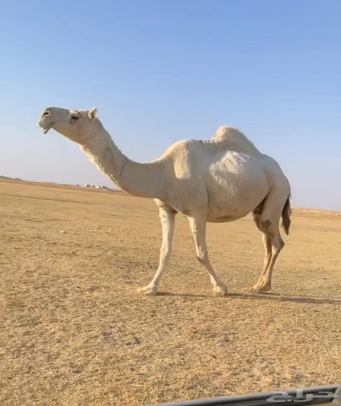 اللقحه الوضحا الكفو 1