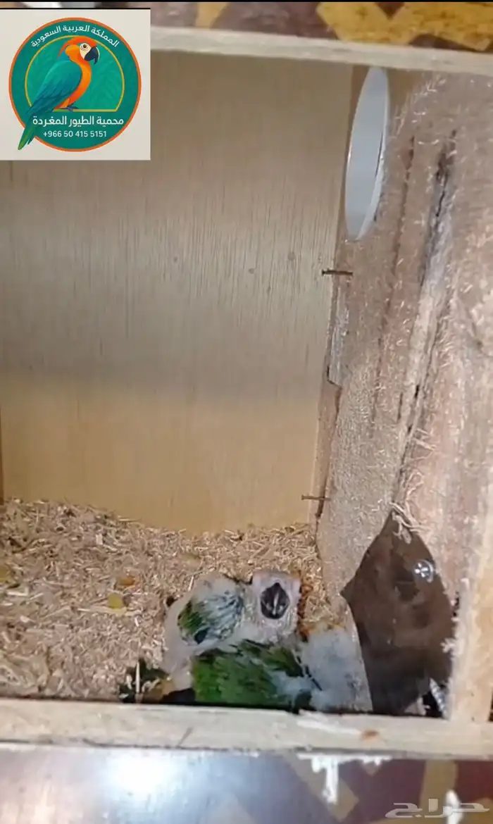 محمية الطيور المغردة 1