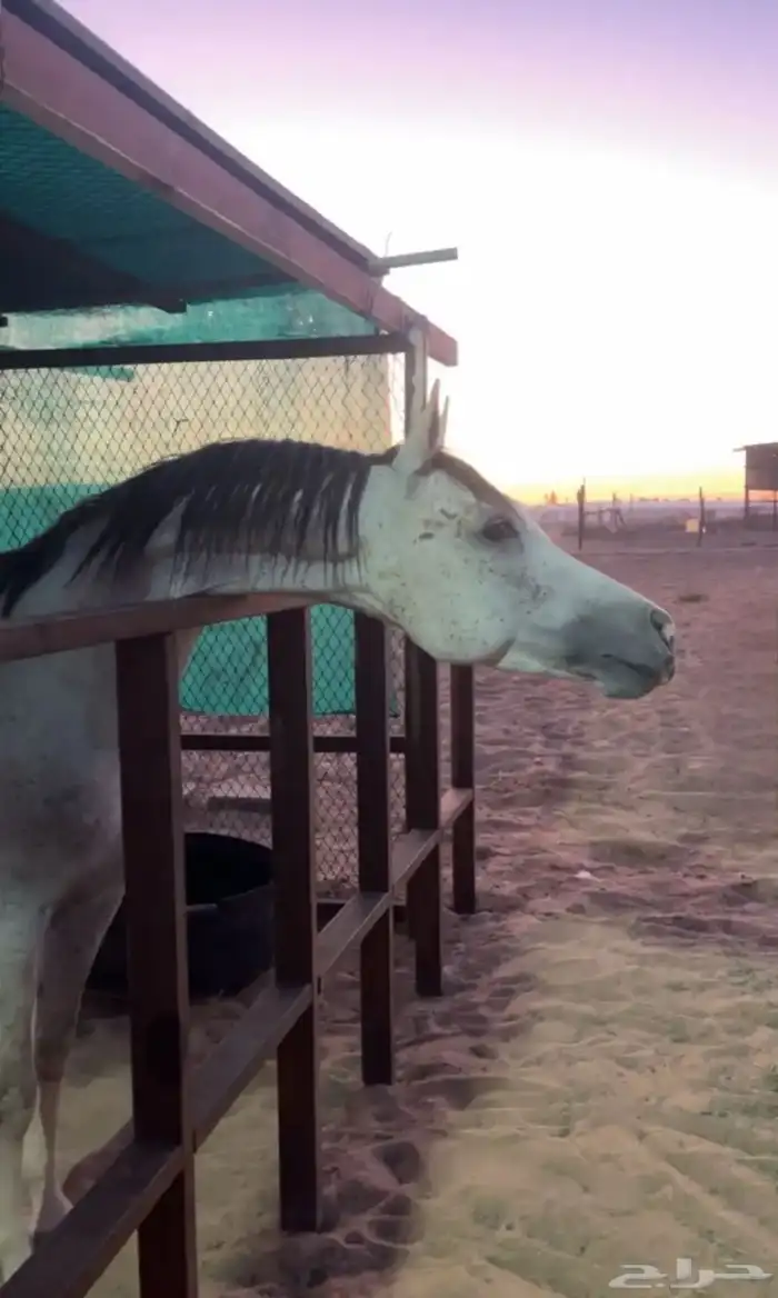 حصان شعبي للبيع 5