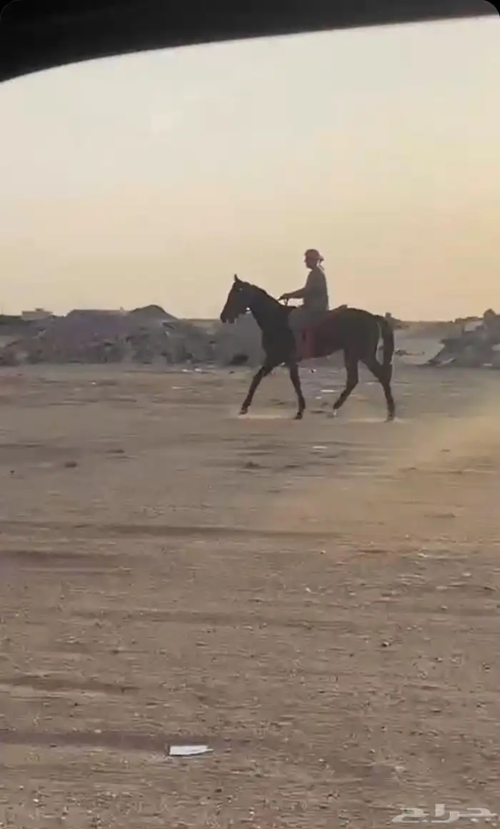 حصان انقليزي 1