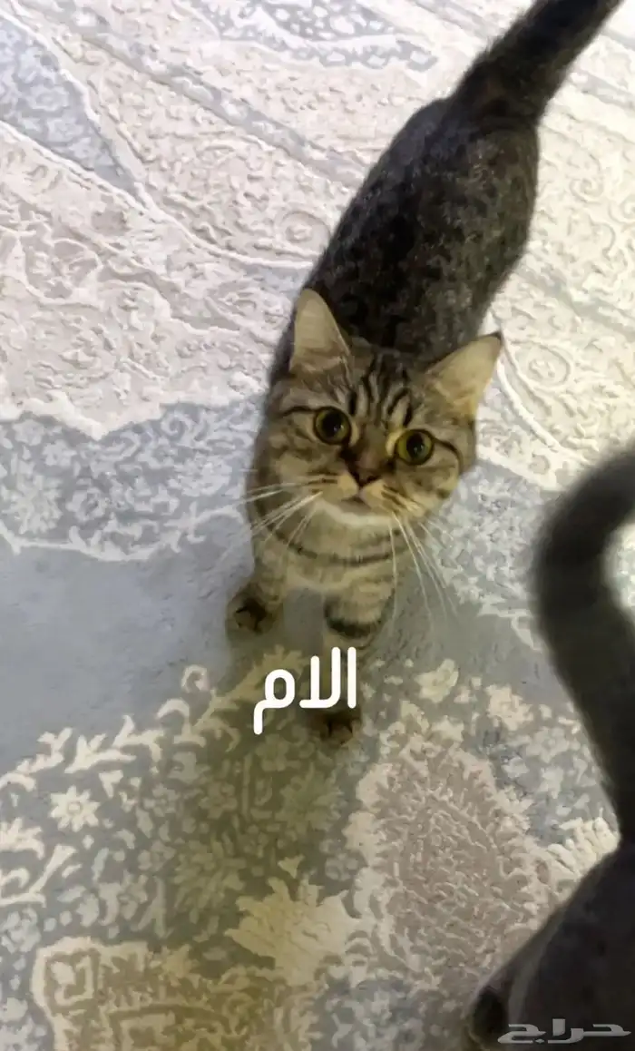 قطط للبيع المستعجل 5