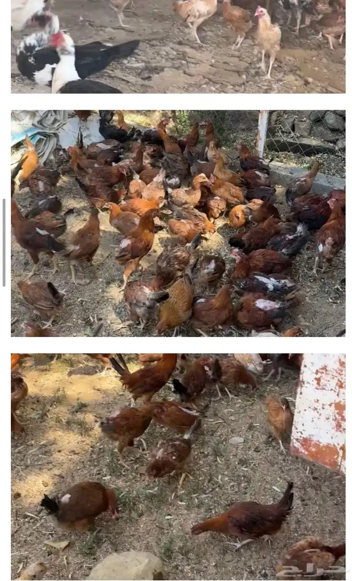 دجاج للبيع 2