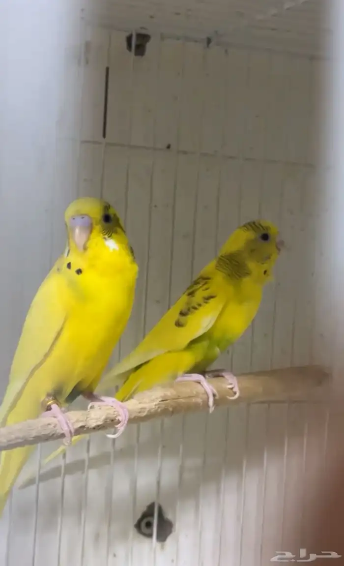 زوج بادجي منتج 1