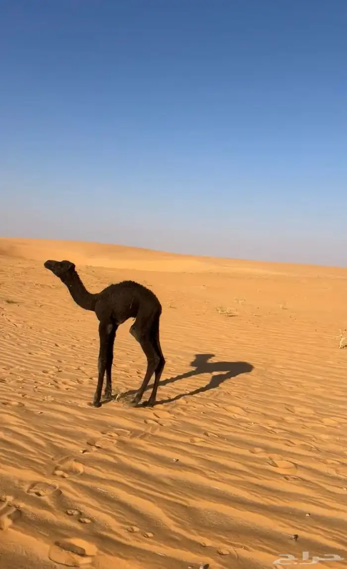 قعود البيع 3