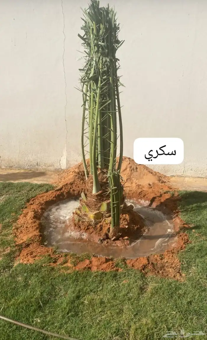 نخيل بجميع 11