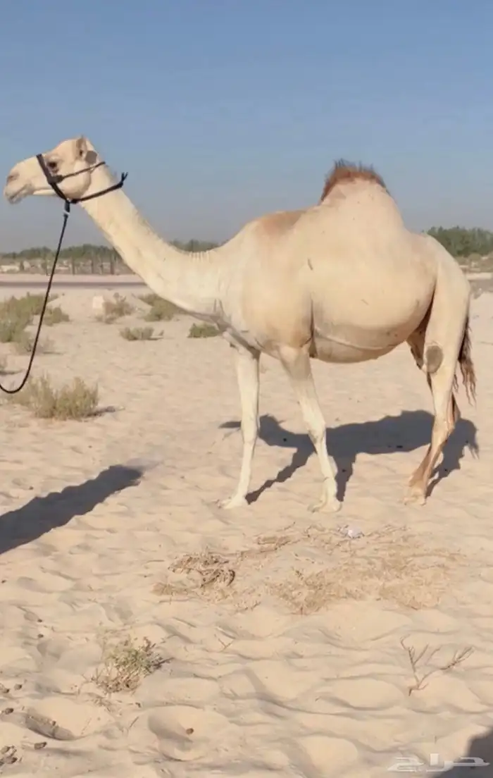 متلي طيبه ( تم البيع ) 0