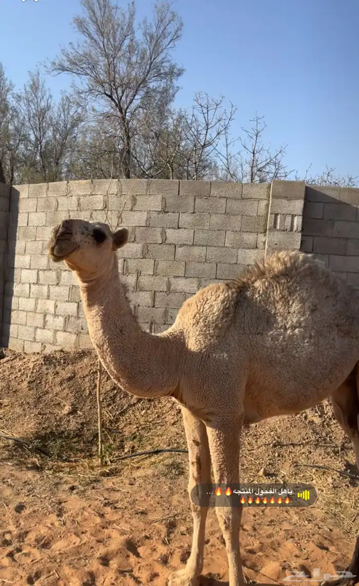 بكره باتليه 0