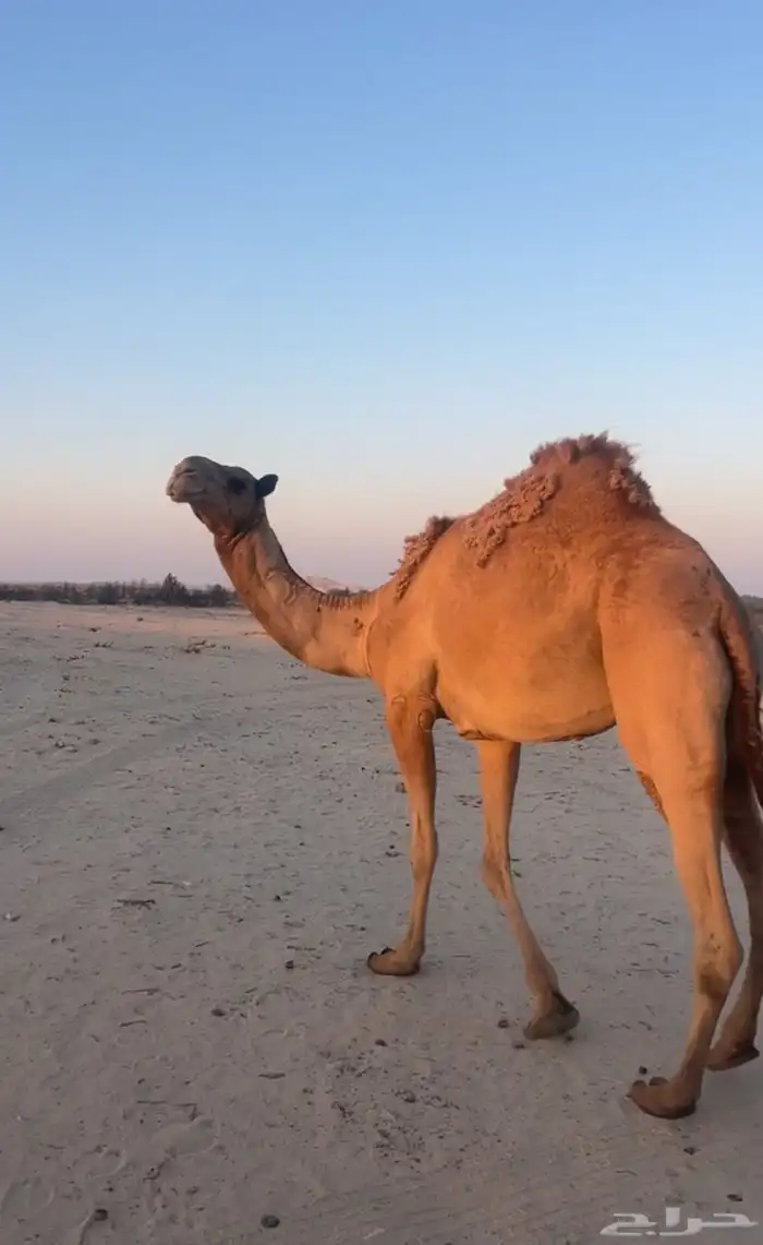 للبيع ناقه ثنيه 3