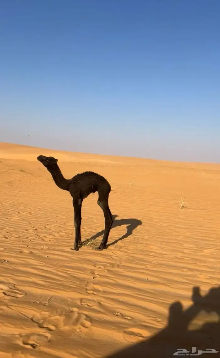 قعود البيع 0