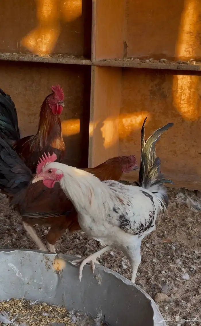 دجاج ودياكة للبيع 0