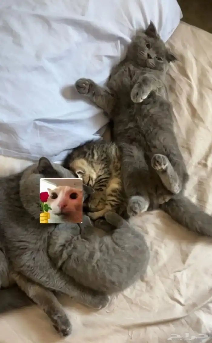 قطط للبيع المستعجل 10