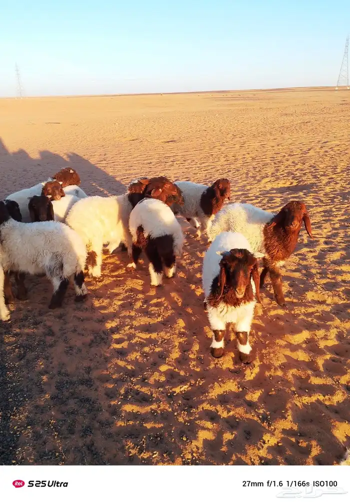 هرافي حوالي 3 شهرر 2