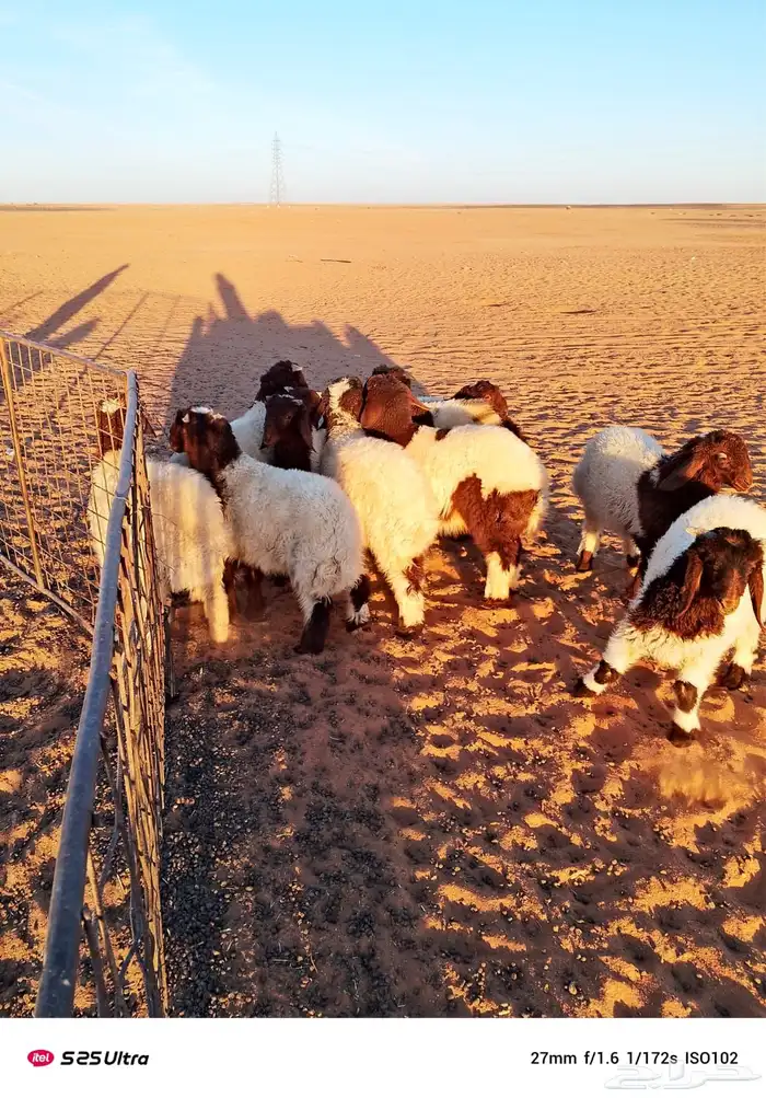 هرافي حوالي 3 شهرر 1