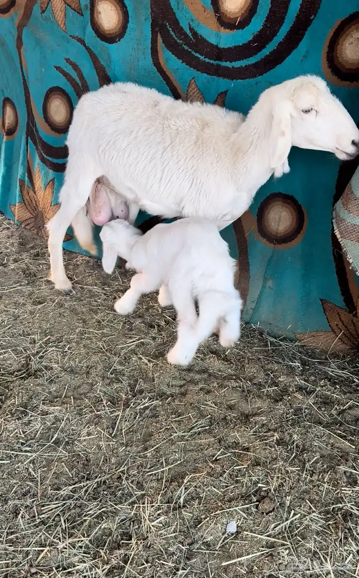 نعجه ثنيه تحتها خروف 0