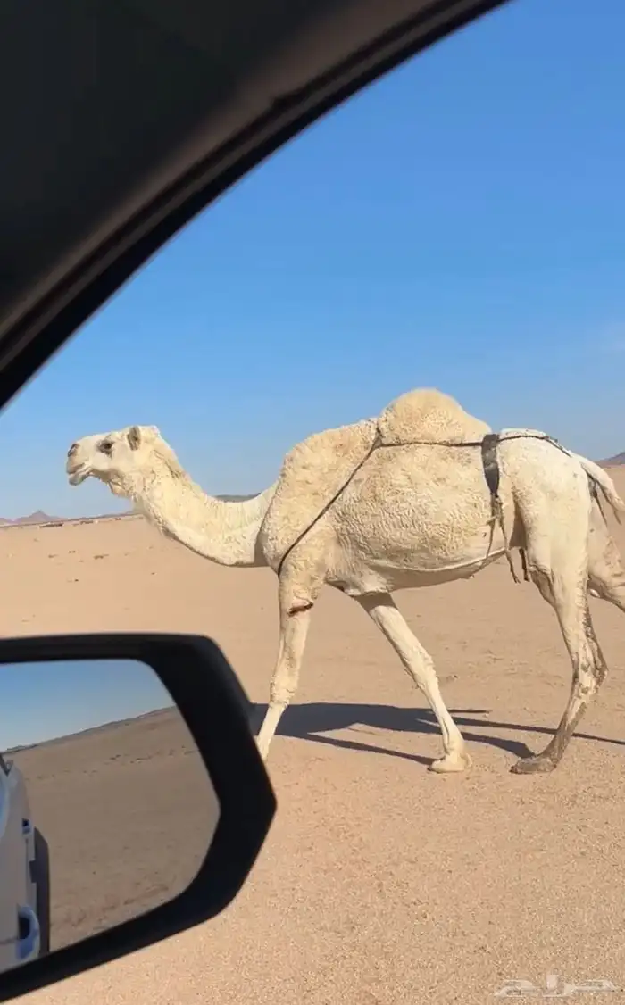 ثلاث ضرايب ولقحه للبيع 1